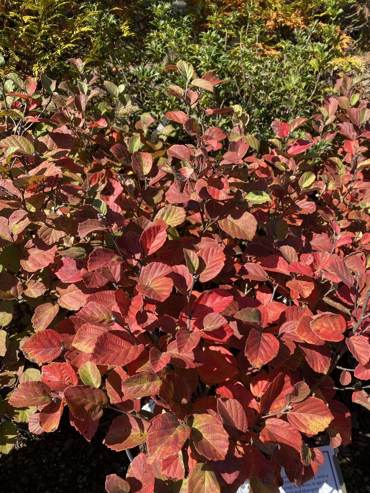 Fothergilla Mt Airy.jpg